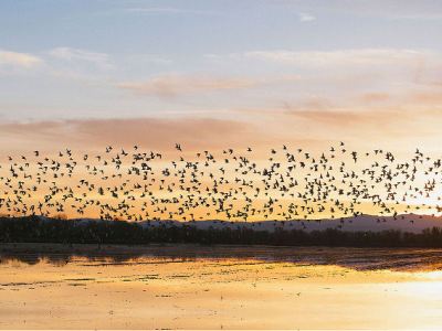 What Is Instinct? HOW Do They&nbsp;Know?