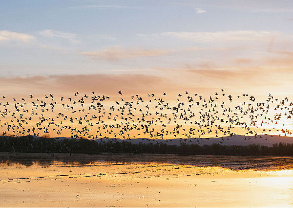 What Is Instinct? HOW Do They&nbsp;Know?