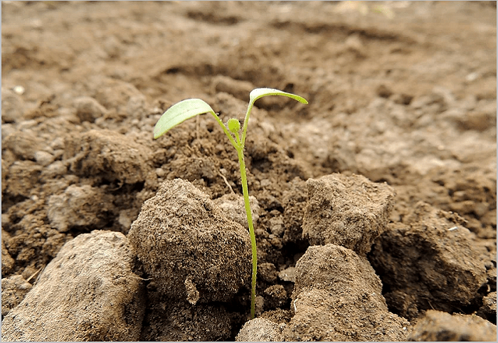 The Four Conditions Of The Heart