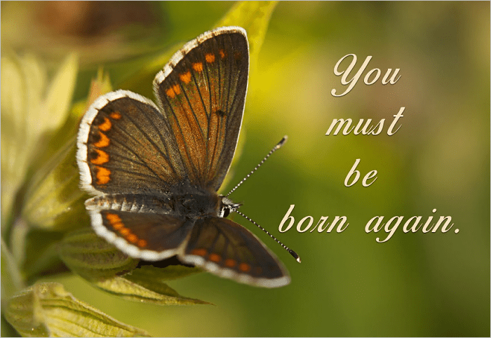 Being Born In A Barn Does Not Make You A&nbsp;Cow