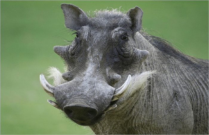 How To Love A&nbsp;Warthog