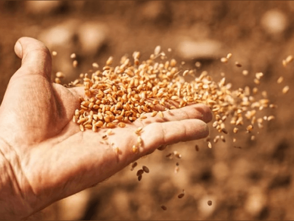 Be Encouraged To Sow The&nbsp;Seed